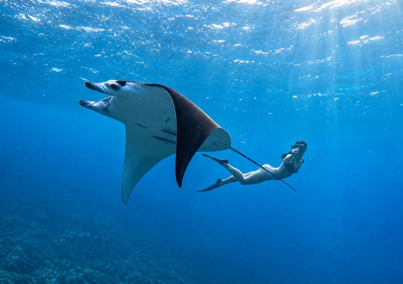 Manta ray swimming with diver in clear blue ocean water.